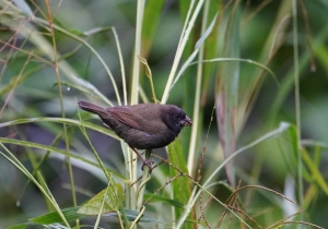 Black-faced Grassquit, Martinique