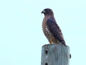 Broad-winged Hawk, St Vincent & the Grenadines