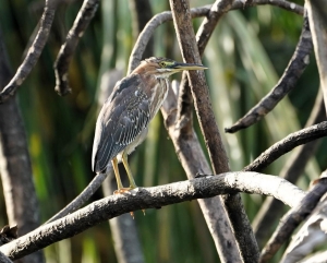 Green Heron, Barbados
