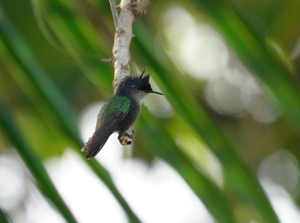 Antillean Crested Hummingbird, Barbados