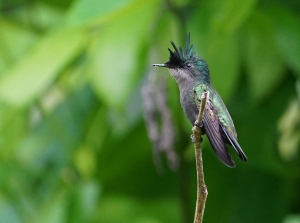 Antillean Crested Hummingbird, St Lucia