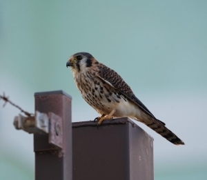 American Kestrel, Montserrat