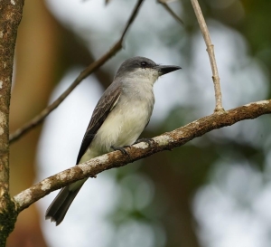 Gray Kingbird, St Lucia