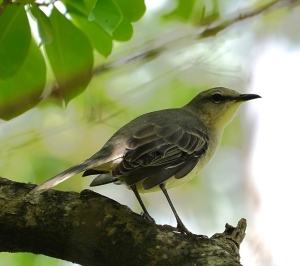 Tropical Mockingbird, Martinique