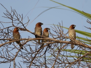 Scaly-breasted Munia, Antigua