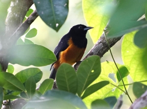 Montserrat Oriole, Montserrat