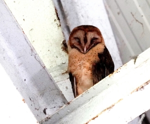 Lesser Antilles Barn Owl, Dominica