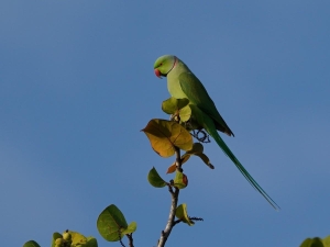 Rose-ringed Parakeet, Barbados
