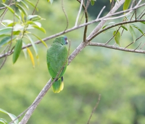 Red-necked Parrot, Dominica