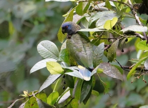 St Lucia Parrot, St Lucia
