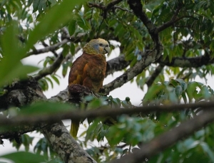 St Vincent Parrot, St Vincent & the Grenadines