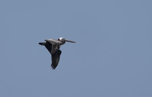 Brown Pelican, Montserrat