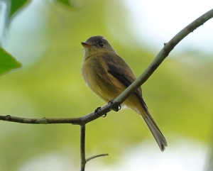 Lesser Antillean Pewee, Guadeloupe