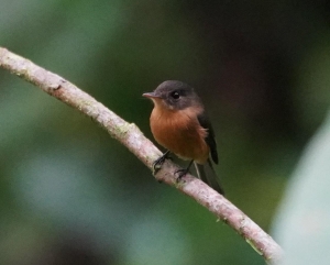 St Lucia Pewee, St Lucia