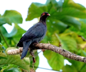 Scaly-naped Pigeon, Barbados