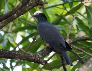 White-crowned Pigeon, Antigua