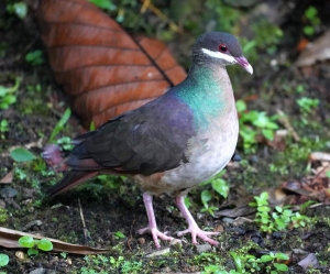 Bridled Quail-dove, Guadeloupe