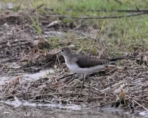 Solitary Sandpiper, Barbados