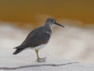Spotted Sandpiper, Barbados