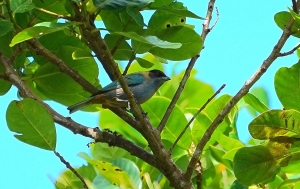 Grenada (Lesser Antillean) Tanager,  Grenada