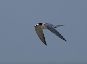 Roseate Tern, Barbados