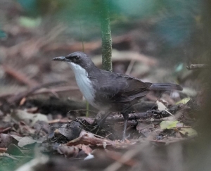 White-breasted Thrasher, Martinique