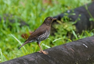Forest Thrush, Guadeloupe