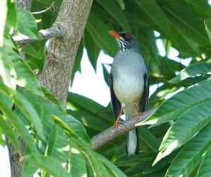 Red-legged Thrush, Dominica