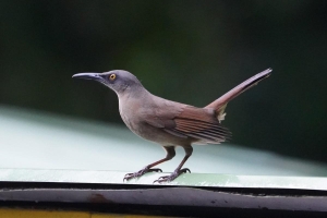 Brown Trembler, Guadeloupe