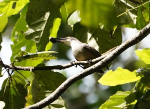Gray Trembler, St Lucia