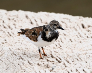 Ruddy Turnstone, Barbados