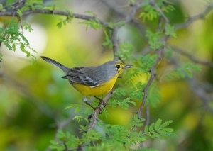 Barbuda Warbler, Barbuda