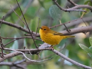 Golden Warbler, Barbados