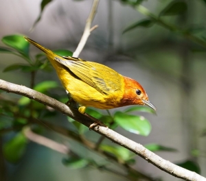 Golden Warbler, Martinique