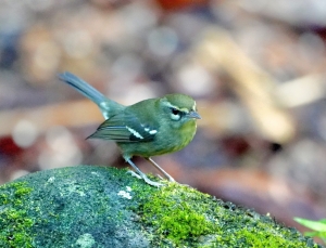 Plumbeous Warbler, Guadeloupe