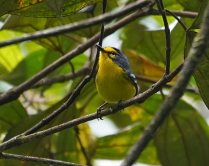 St Lucia Warbler, St Lucia