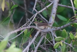 Northern Waterthrush, Barbados