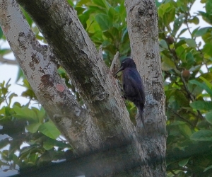 Guadeloupe Woodpecker, Guadeloupe