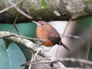 Antillean House Wren, Dominica