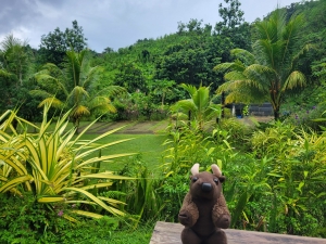 St Vincent & the Grenadines