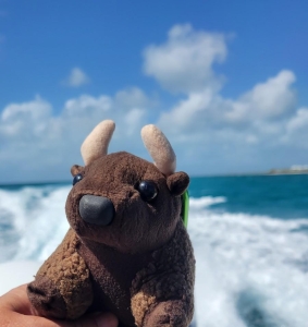 Speed boat ride to Barbuda