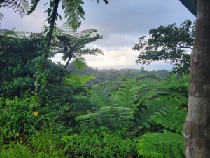 Looking for St Vincent Parrots