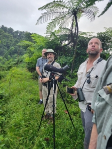 Looking for St Vincent Parrots