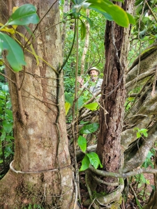 Dominica, looking for parrots