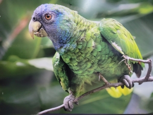 Red-necked parrot...on a sign in the airport