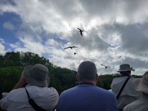 Magnificent Frigatebird colony, Barbuda