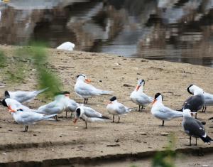 Elegant Terns