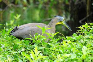 Bare-throated Tiger-heron
