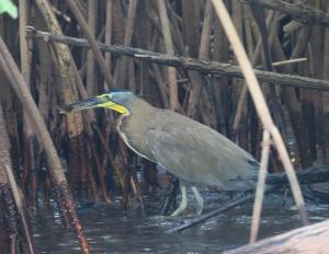 Bare-throated Tiger-heron