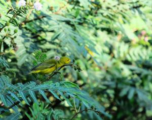 Yellow Warbler